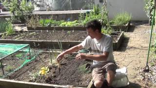 How to Transplant your Leek Seedlings [upl. by Proctor]