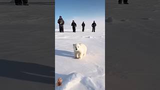 🐻‍❄️ Tiny Polar Bears Heartwarming Rescue 😍 PolarBearRescue WildlifeConservation ArcticAnimals [upl. by Leummas]