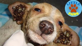 Rescue Dogs Removing Dog TICKs Compilation [upl. by Aikimat]