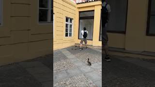 Ducklings Jumping From the Roof 😱😱😱satisfying duck ducklings shorts [upl. by Pentha]