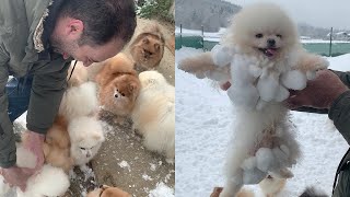 Adorable Pomeranians Playing in Snow  WooGlobe [upl. by Koal]