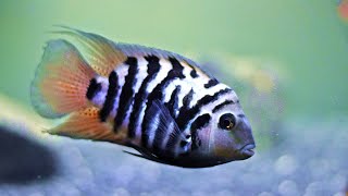 Get Convict Cichlids Heres Why [upl. by Cyndi]