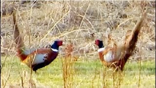 Pheasant vs Pheasant Common pheasant fight [upl. by Acirred460]