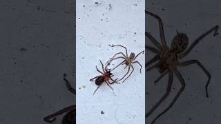 Giant House Spider Eratigena Duellica vs Black Lace Web Spider Amaurobius Ferox [upl. by Kenzie459]