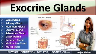 Exocrine System  Exocrine Glands  Function amp Location [upl. by Lithea509]