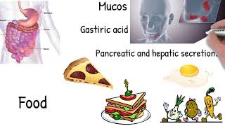 Malabsorption  Simply explained symptoms causes treatment [upl. by Nylorahs11]