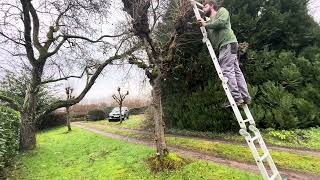 First JOB of the YEAR Pollarding lime trees [upl. by Llerrat]