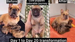 Part 1  Our French Bulldog Puppy Gave Birth To 6 Puppies  Watch Their Adorable 20 Days Journey ❤️ [upl. by Chaiken]