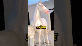 Das schönste Pferd der Welt 😮 [upl. by Earazed]