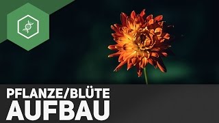 Pflanze und Blüte Aufbau  einfach erklärt [upl. by Acinom]