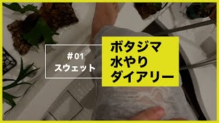 【毎日更新】水やりダイアリーをはじめます【観葉植物】 [upl. by Gorden578]