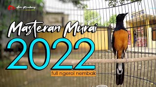 Masteran Murai Batu full ngerol nembak KUMPULAN TEMBAKAN TOHPATI  shama bird [upl. by Rice]