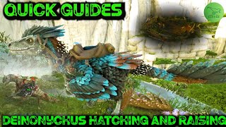 How To Steal Hatch And Raise Deinonychus Eggs  Ark Quick Guides  2020 [upl. by Ardine211]