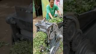 Hogweed shredding process automobile automachine funny agromachinery farming agrimachinery [upl. by Birkett]