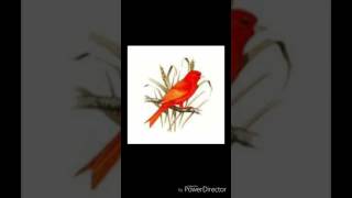 Chant rouge allemand magnifique [upl. by Adnimra]