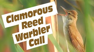 Sound of Clamorous Reed Warbler  Easiest warbler call identification in birding Hear the Scream [upl. by Eberhart]