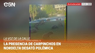 LA VOZ DE LA CALLE INVASIÓN de CARPINCHOS en NORDELTA [upl. by Wilt462]