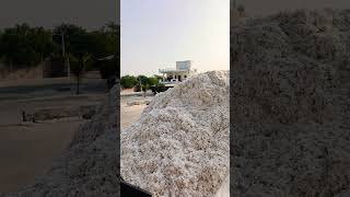 Cotton ginning rajasthani [upl. by Orran]