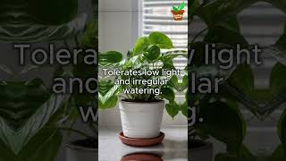 Best BeginnerFriendly Plants gardening plants spiderplant lily pothos snakeplant aloevera [upl. by Tanya]