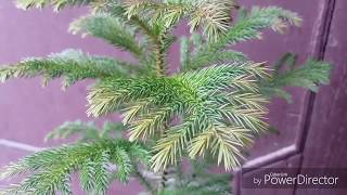 86About Araucaria  christmas plant its care and propagation [upl. by Corabella]