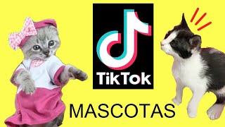 Tik Tok recopilación de los mejores videos de mis gatos graciosos Luna y Estrella y las mascotas [upl. by Georgina]