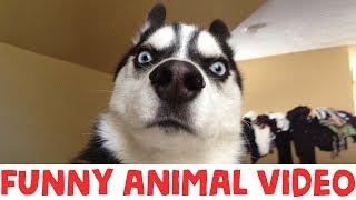 IMPOSSIBLE TRY NOT TO LAUGH  FUNNY ANIMAL COMPILATION [upl. by Nafets]