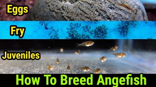 Angelfish Breeding At Home  Angel Fry Growth Stages Day 1 To Day 15 [upl. by Tharp]