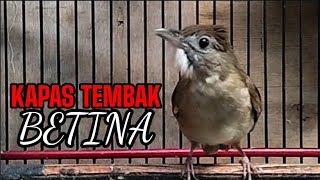 KAPAS TEMBAK BETINA GACOR [upl. by Uolyram368]