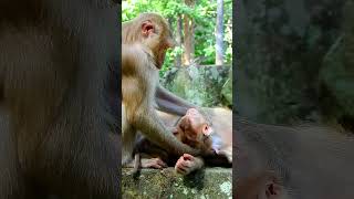 Best Clip Of Monkey Family Julie Mum Action To S top Baby Drink Milk babyanimal babymonkey [upl. by Enoyrt876]