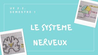 UE 22 Le système nerveux  Quoi  Où  Comment [upl. by Leahcir42]