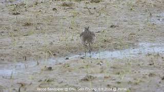 Wood Sandpiper  Chiu S C DSCN1472 [upl. by Olenta]