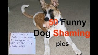 50 Funny Dog Shaming pics [upl. by Ledba441]