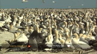 Strange visitor at earths largest Cape gannet colony [upl. by Gaidano]