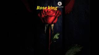 Rose kingyoutubeshorts shortvideo viralvideo beautiful mantu7869kr [upl. by Elleynod]