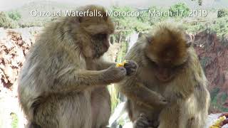 Barbary Macaques near the Ouzoud Waterfalls [upl. by Yentrok]