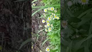 ヒメジョオン花 Erigeron annuus fleabane flowers [upl. by Leinnad]