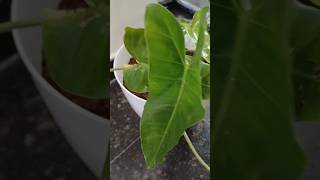 Philodendron plant 🪴 plant repotting garden gardening indoorplantcare indoorplants trending [upl. by Voorhis]