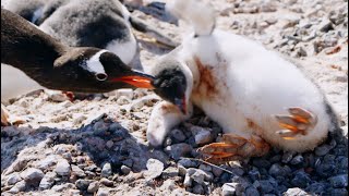 Young Penguin Tragically Dies  Penguin Post Office  BBC Earth [upl. by Ecnerwal]