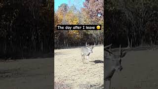 Hunted 9 straight days Comes the day after I leave 😤 deerhunting huntingseason hunting bucks [upl. by Auric431]