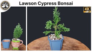 Lawson Cypress Bonsai  Chamaecyparis Lawsoniana Elwoodii [upl. by Yhtac473]