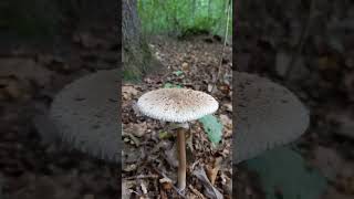 Sunčanica Macrolepiota procera rodila u Dotrščini [upl. by Ellan821]