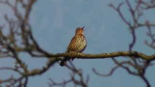 Song Thrush Bird Singing in January [upl. by Happy]