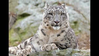 National Geographic Documentary  The Snow Leopard  Wildlife Animals [upl. by Fraser]