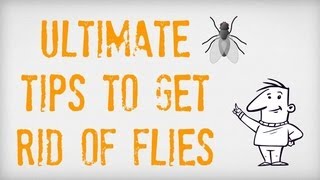 ULTIMATE Tips on How to Get Rid of Flies  Getting Rid of Flies Inside and Outside  Fly Traps [upl. by Corydon8]