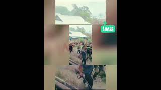 Why Are Wild Boar Attacks So Dangerous 2 Man Kill By WILD BOAR in KENECHENSU villagetrending [upl. by Daryn550]