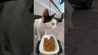 cat feeding at rc car cat catfeeding asmrcatfeeding cute feedinganimals catfeedingasmr [upl. by Searle906]