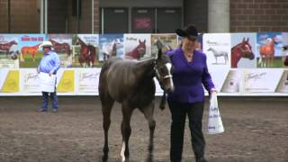 2014 Breeders Halter Futurity Experience [upl. by Ilegna377]