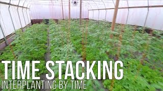 TIME STACKING Interplanting by time [upl. by Aniraad]