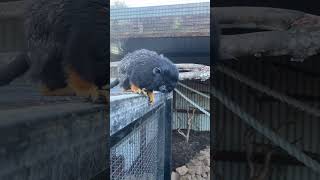 Golden handed Tamarin Monkey wildanimals monkey cuteanimal monkeyvideo cute [upl. by Eolhc]