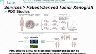 PatientDerived Tumor Xenograft PDX [upl. by Ardnasirhc950]